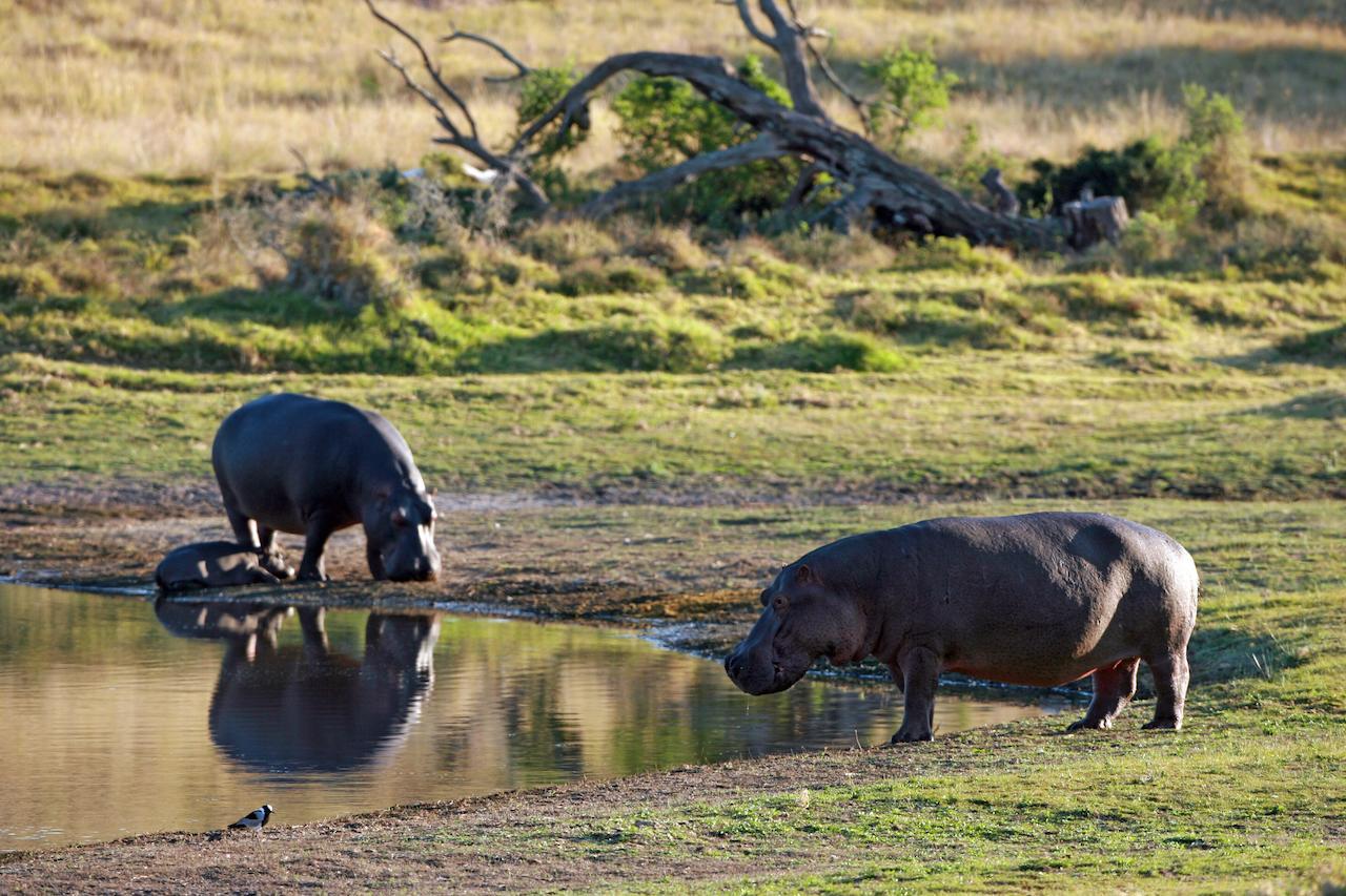 Lalibela Game Reserve Mark'S Camp Grahamstown Dış mekan fotoğraf