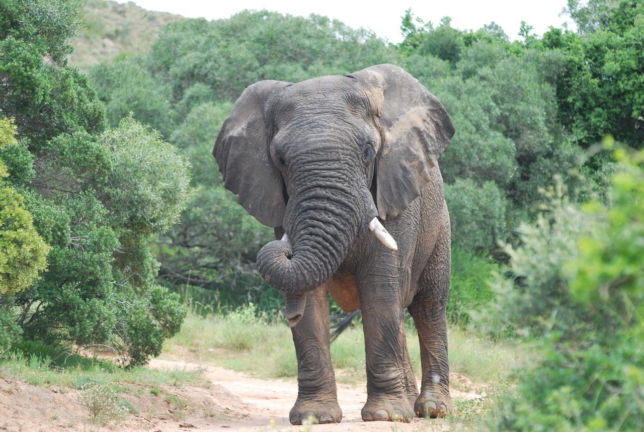 Lalibela Game Reserve Mark'S Camp Grahamstown Dış mekan fotoğraf
