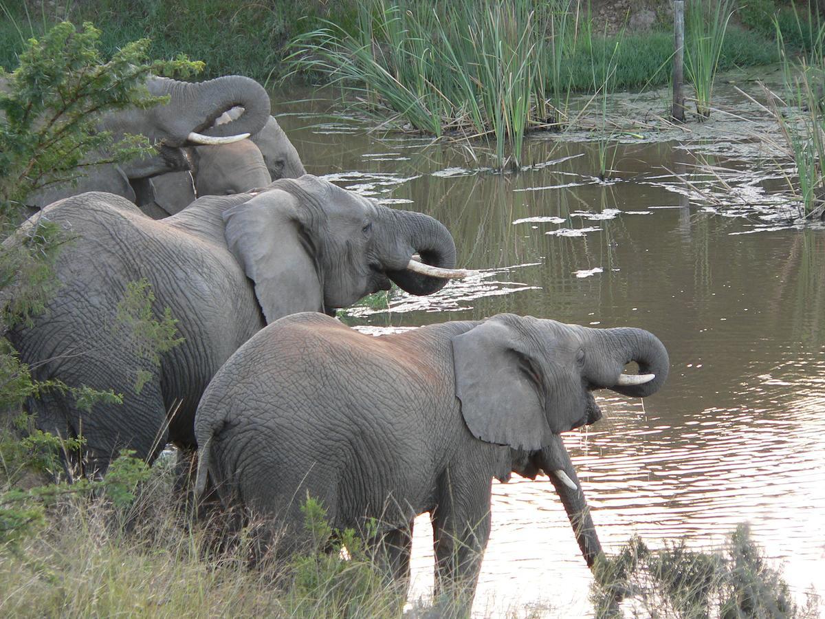 Lalibela Game Reserve Mark'S Camp Grahamstown Dış mekan fotoğraf