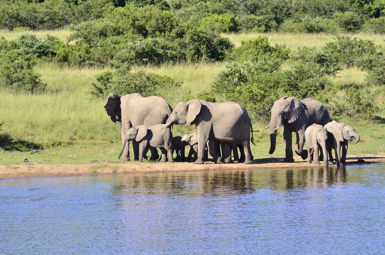 Lalibela Game Reserve Mark'S Camp Grahamstown Dış mekan fotoğraf