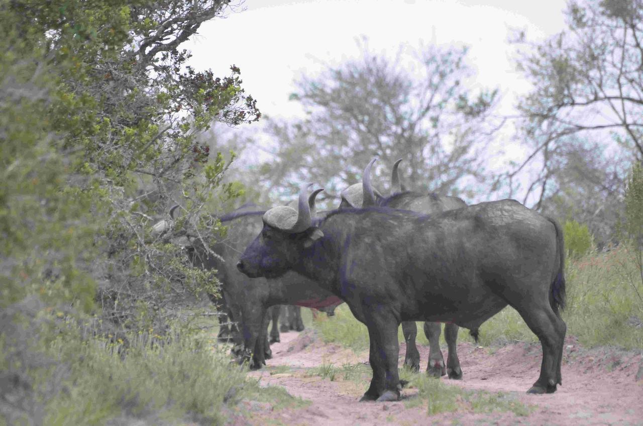 Lalibela Game Reserve Mark'S Camp Grahamstown Dış mekan fotoğraf