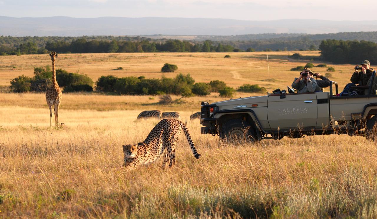 Lalibela Game Reserve Mark'S Camp Grahamstown Dış mekan fotoğraf