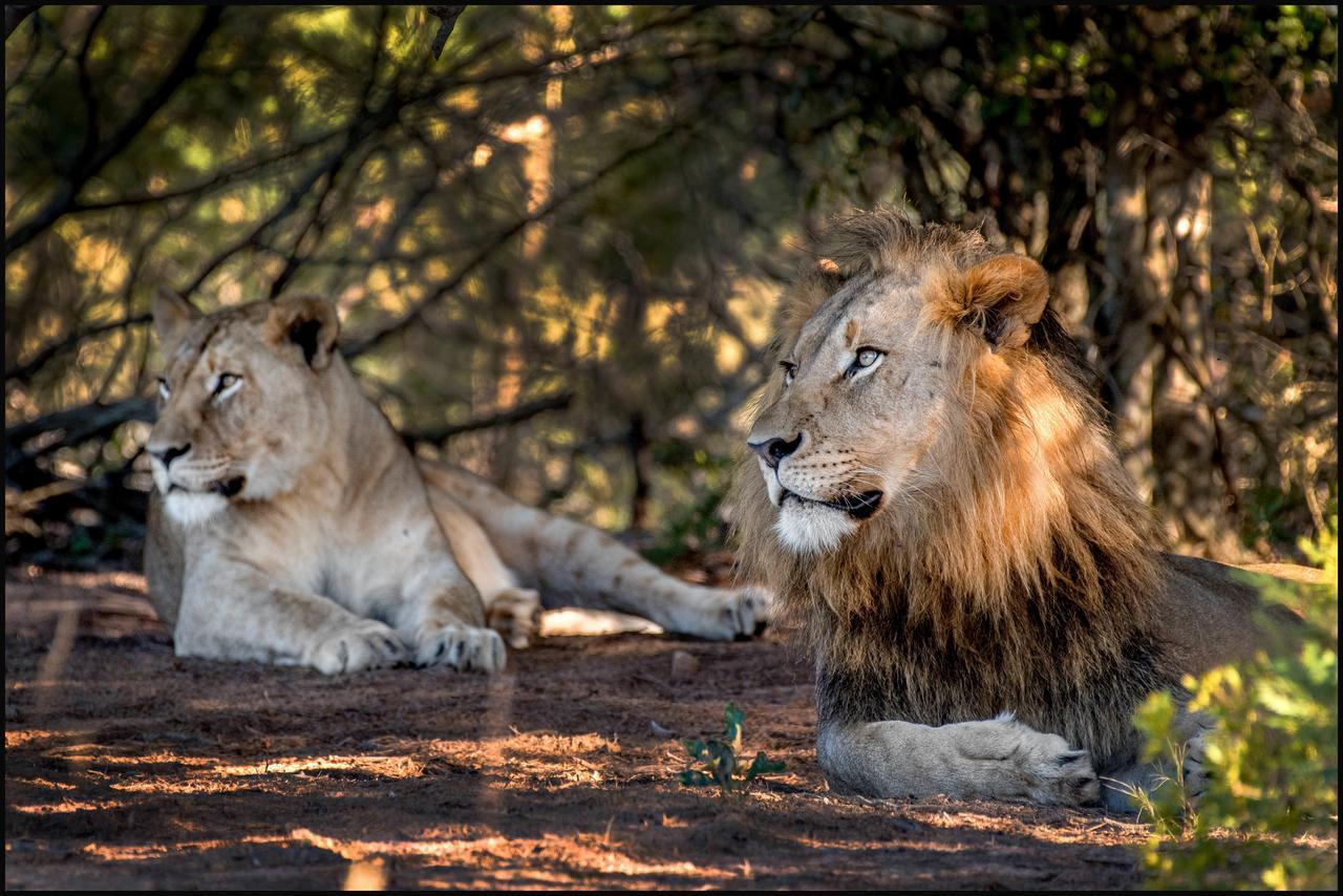 Lalibela Game Reserve Mark'S Camp Grahamstown Dış mekan fotoğraf