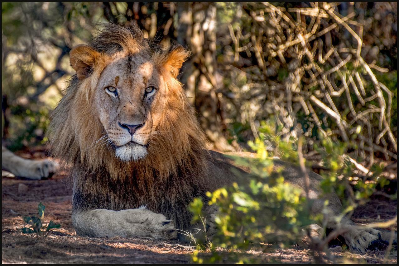 Lalibela Game Reserve Mark'S Camp Grahamstown Dış mekan fotoğraf