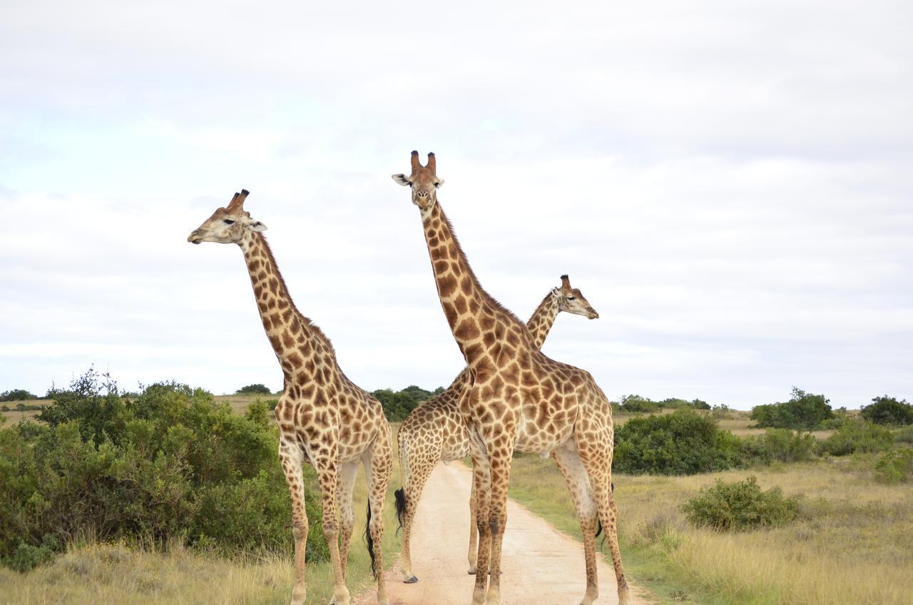 Lalibela Game Reserve Mark'S Camp Grahamstown Dış mekan fotoğraf