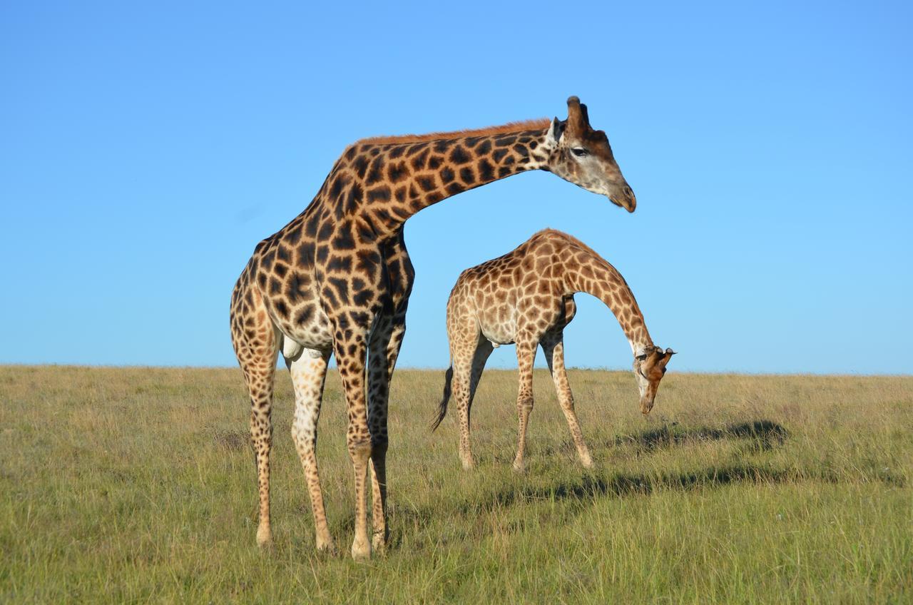 Lalibela Game Reserve Mark'S Camp Grahamstown Dış mekan fotoğraf