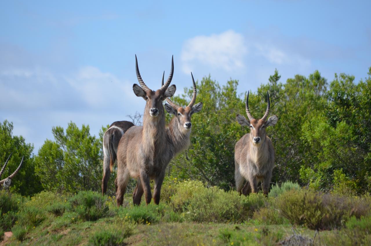 Lalibela Game Reserve Mark'S Camp Grahamstown Dış mekan fotoğraf