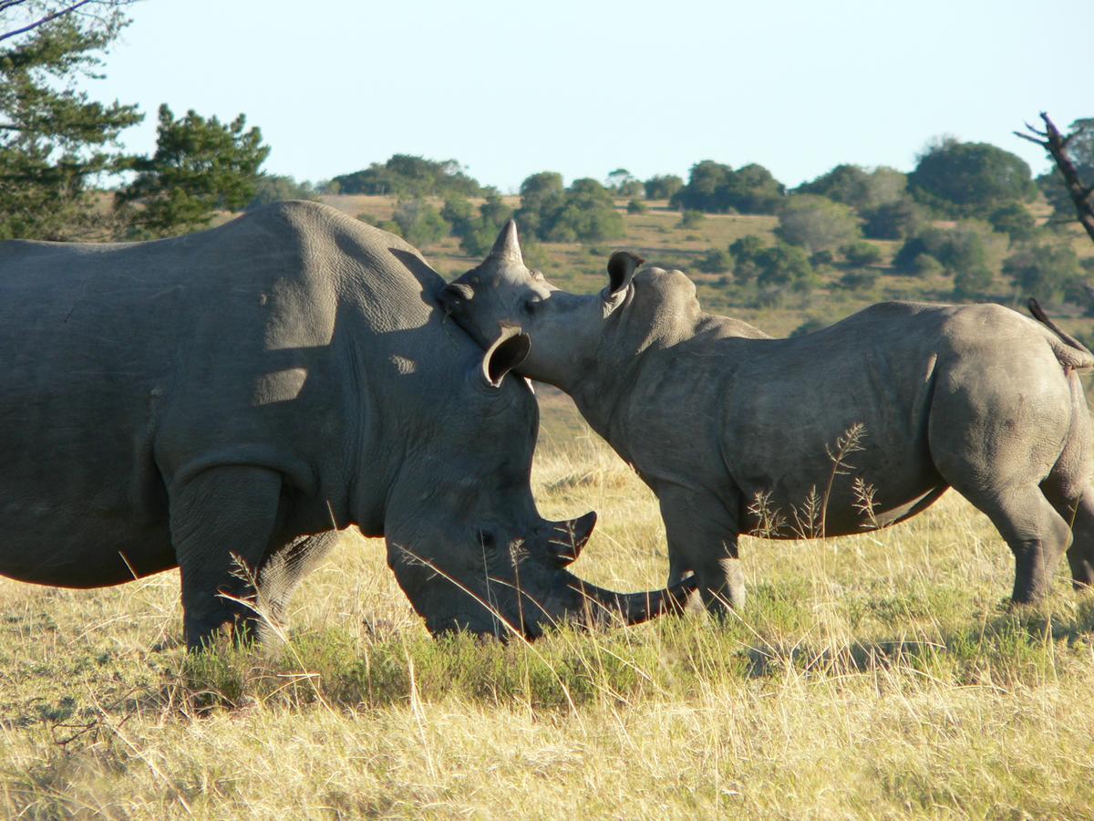 Lalibela Game Reserve Mark'S Camp Grahamstown Dış mekan fotoğraf