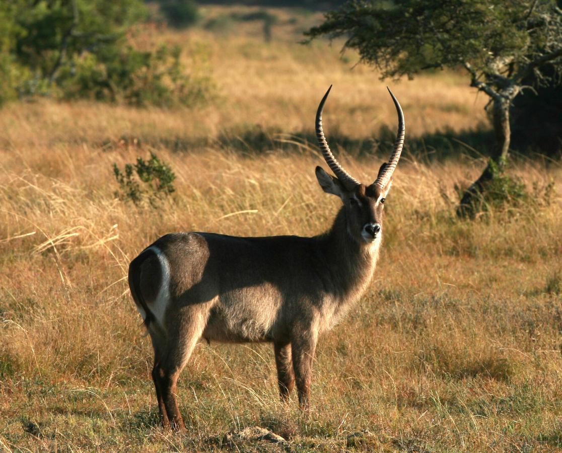 Lalibela Game Reserve Mark'S Camp Grahamstown Dış mekan fotoğraf
