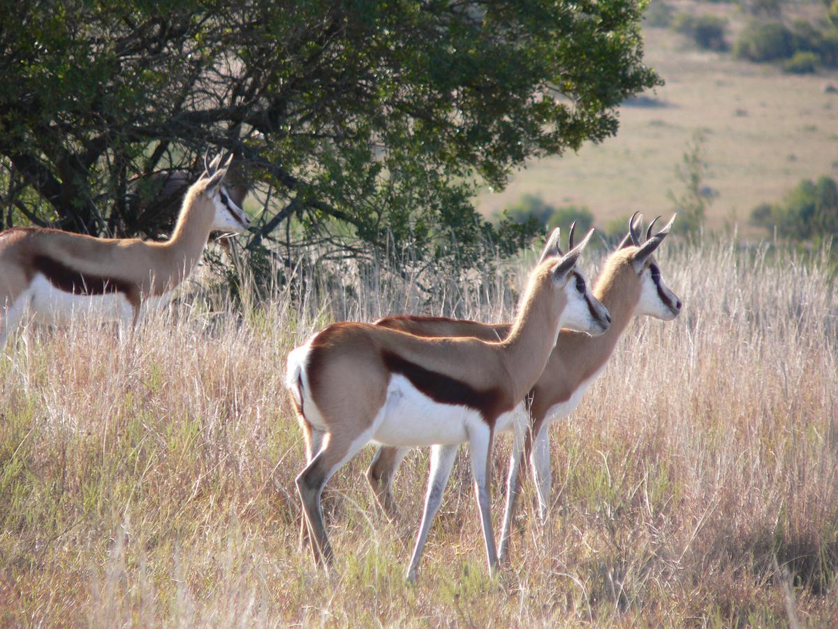 Lalibela Game Reserve Mark'S Camp Grahamstown Dış mekan fotoğraf