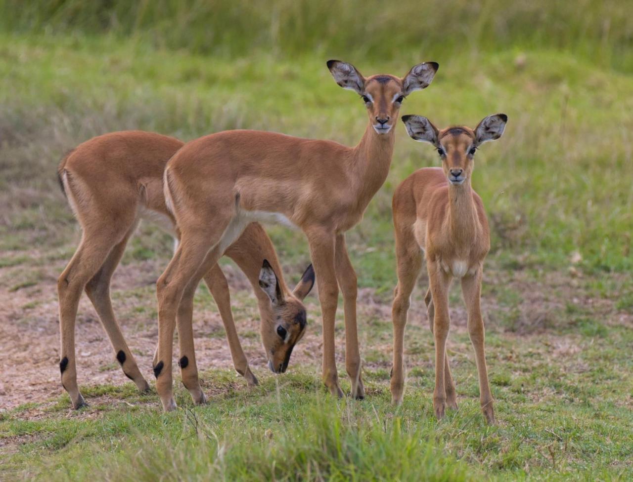 Lalibela Game Reserve Mark'S Camp Grahamstown Dış mekan fotoğraf