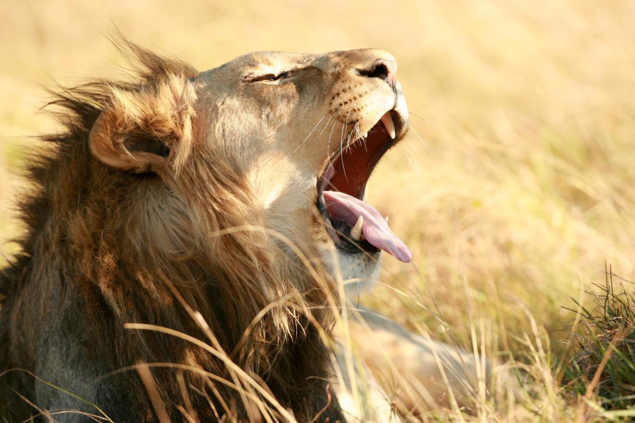 Lalibela Game Reserve Mark'S Camp Grahamstown Dış mekan fotoğraf